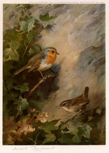 Archibald Thorburn Robin and Wren